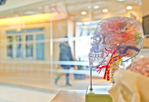 Une maquette en plastique d'un cerveau dans une salle d'attente d'un hôpital | © unsplash